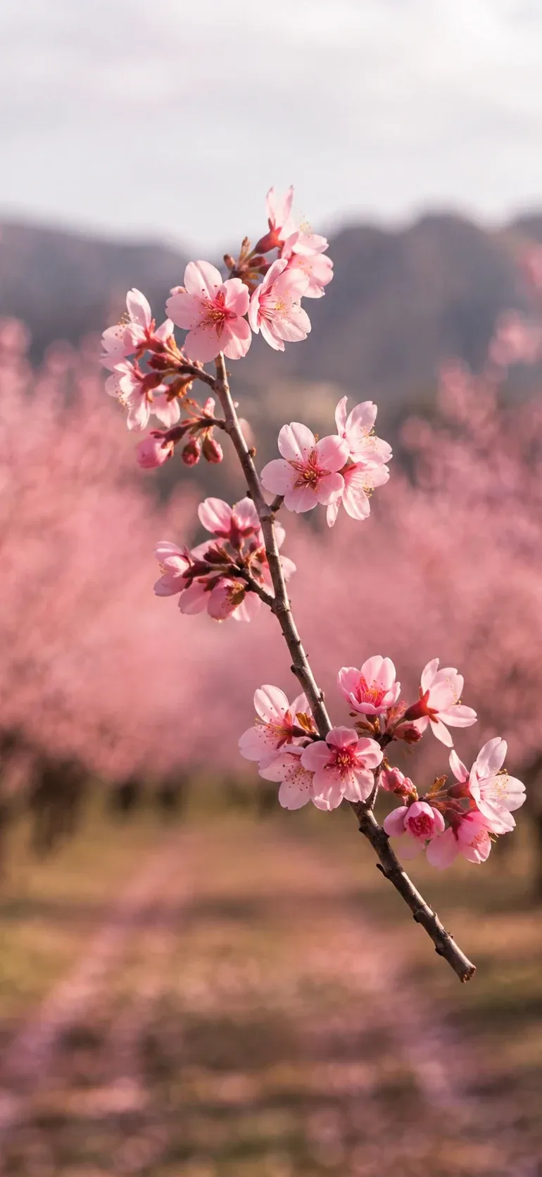 Cherry Blossom Branch