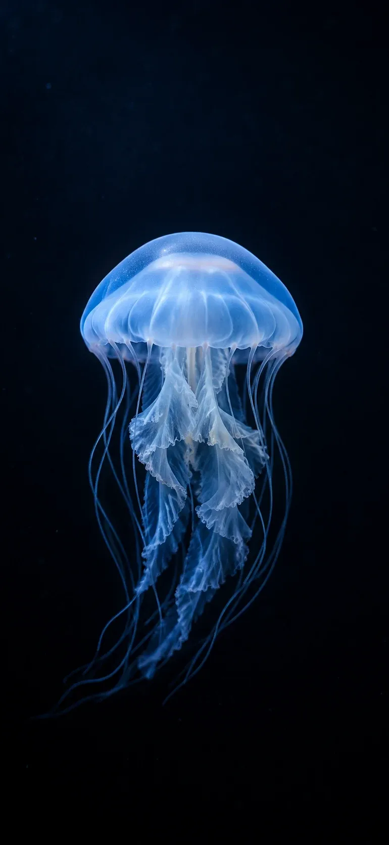 Glowing Jellyfish